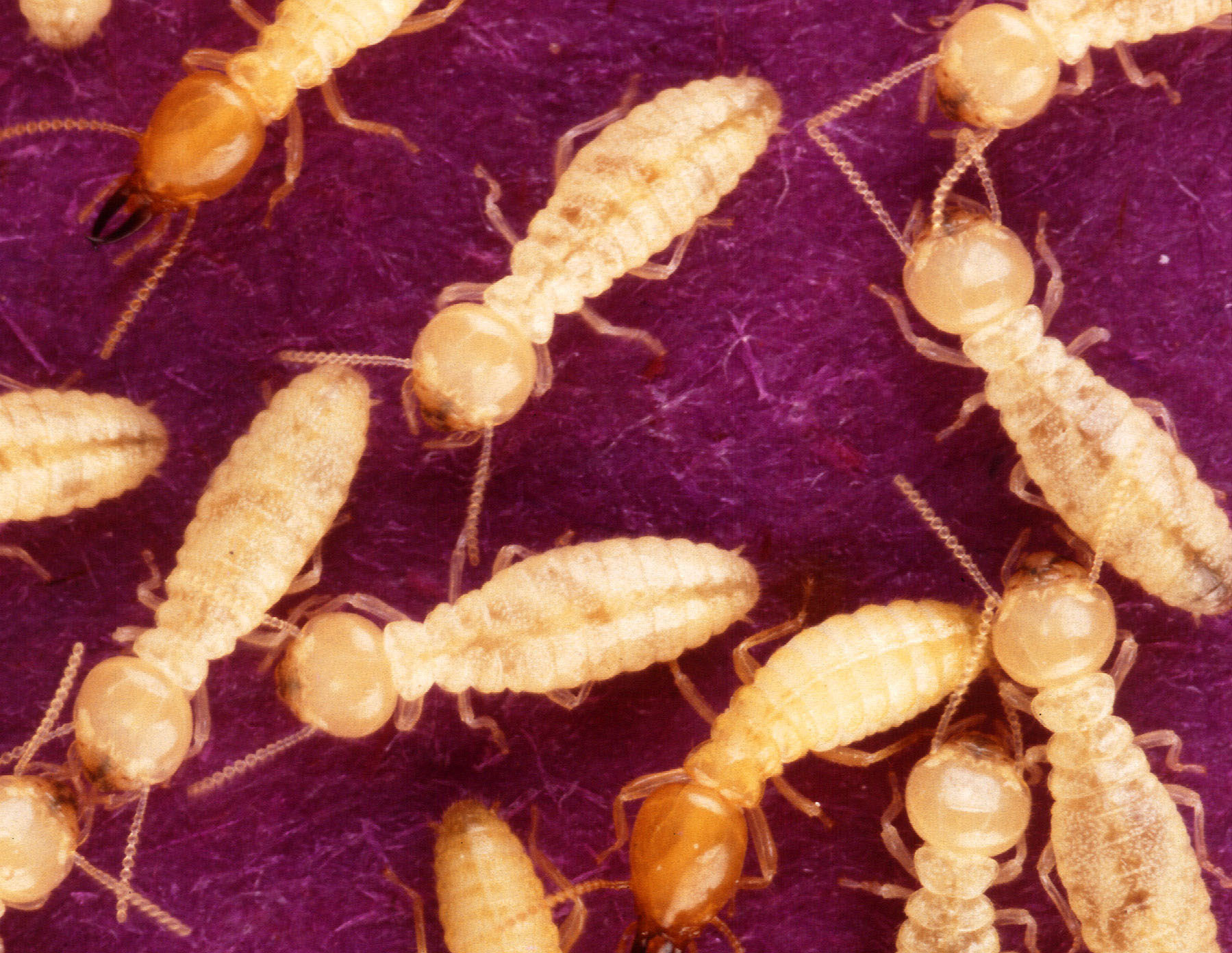 Anti-Termite image4
