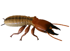 Anti-Termite image1