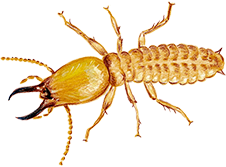 Anti-Termite image2