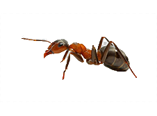 ant control icon