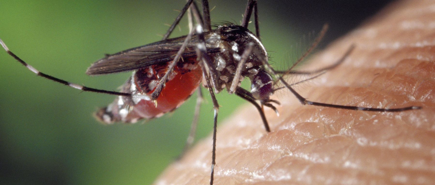 Eliminate Mosquitoes - sivalika Associates