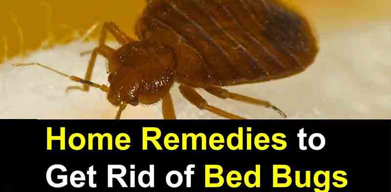 bed bugs control home remedies