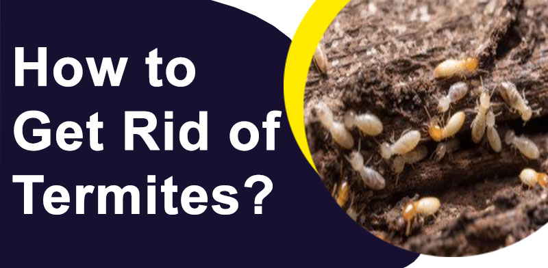 How to get rid of termites