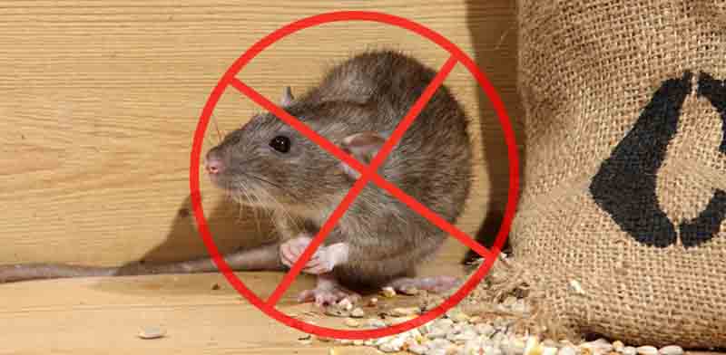 about how to control rodent