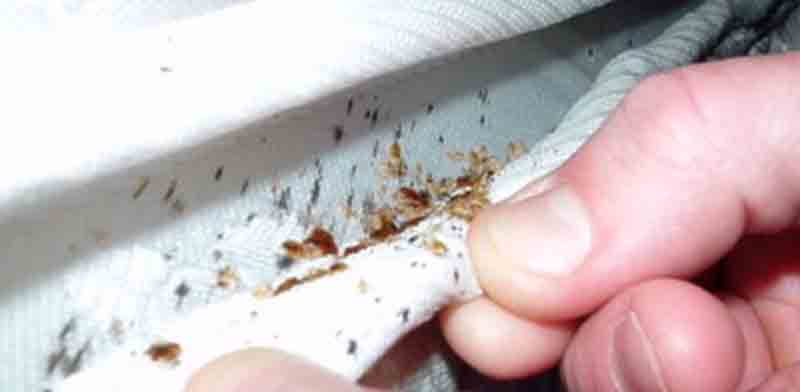 how to get rid of bed bugs