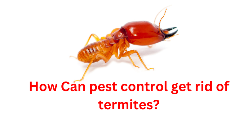 can pest control get rid of termites
