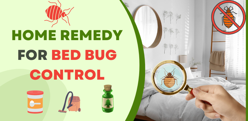 home remedy for bed bug control