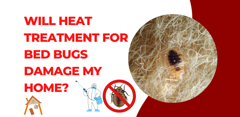 bed bugs control