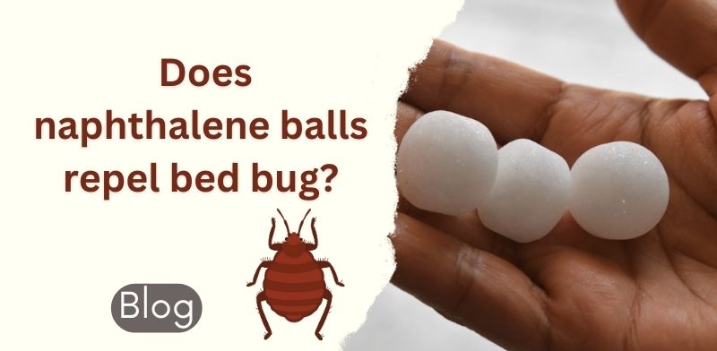 naphthalene balls repel bed bug | Blog Sivalika Associates