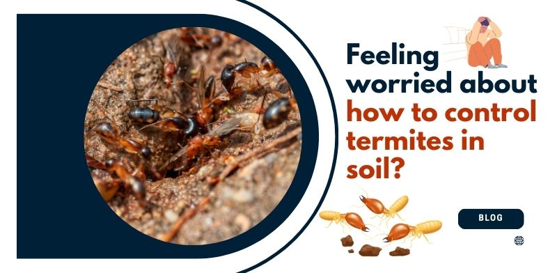 termite Control