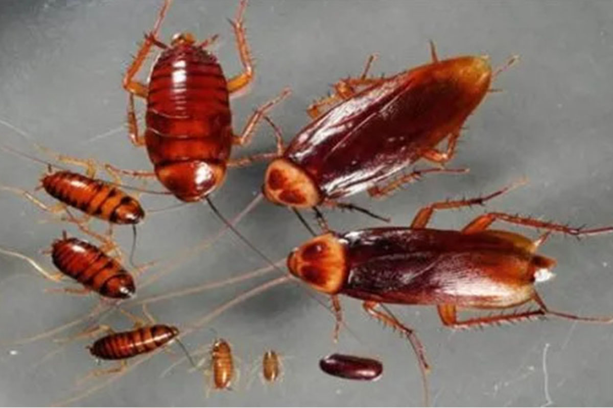 Professional Cockroach Control Kolkata