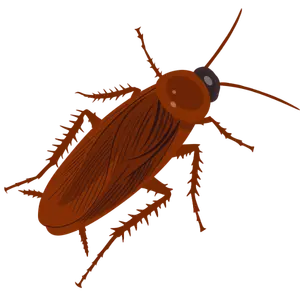 Cockroach Control Services in Kolkata
