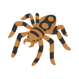 Spider Control Services in Kolkata